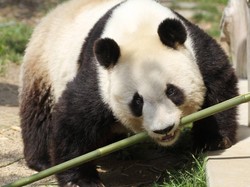 20 Tahun Tinggal di Jepang, Panda Ini Akhirnya Mudik ke China