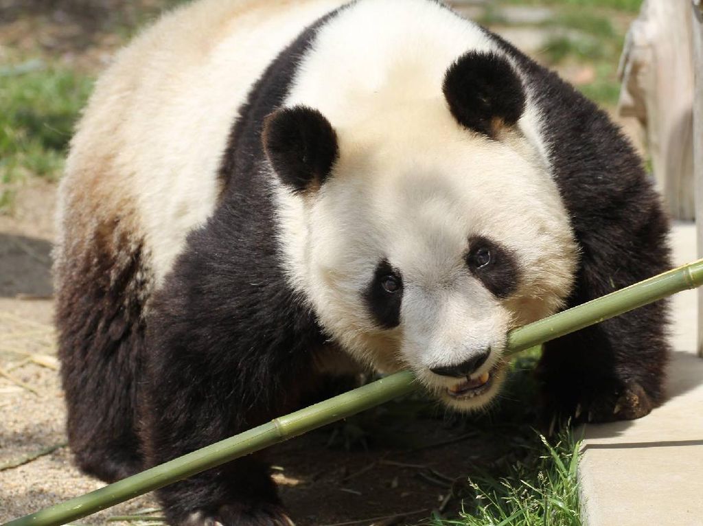 20 Tahun Tinggal di Jepang, Panda Ini Akhirnya Mudik ke China 20 Tahun Tinggal di Jepang, Panda Ini Akhirnya Mudik ke China
