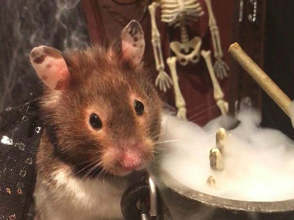Gemas, Hamster Parodikan Aksi Manusia Saat #dirumahaja Gemas, Hamster Parodikan Aksi Manusia Saat #dirumahaja