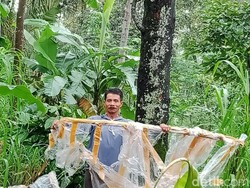 Lereng Gunung Merapi Dihujani Balon Udara, Taman Nasional Aman