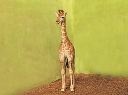 Bayi Jerapah di Bali Dinamai Corona