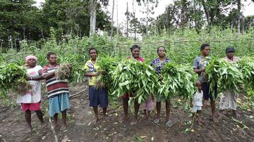 Covid-19 Papua: 'Rawan kelaparan' saat pandemi, warga 'berkebun massal'