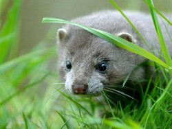 Pemerintah Belanda: Dua Orang Tertular Virus Corona dari Cerpelai