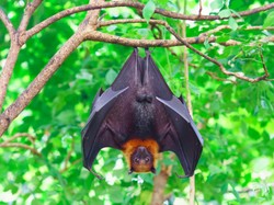 Ilmuwan Temukan Virus Hendra Baru pada Kalong