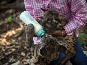 Pandemic dan Quarantine, Dua Bayi Puma di Kebun Binatang Meksiko