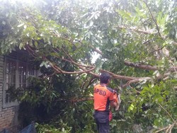 Diterjang Angin Kencang, Pohon Tumbang dan Timpa Rumah Warga di Agam Sumbar
