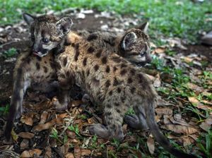 Lahir di Tengah Corona, Dua Puma Diberi Nama Pandemic dan Quarantine Lahir di Tengah Corona, Dua Puma Diberi Nama Pandemic dan Quarantine