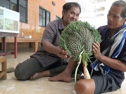 Bentuknya Aneh, Warga Thailand Sembah Buah Nanas Ini