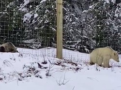Beruang Putih yang Langka Terlihat Asyik Bermain di Kanada