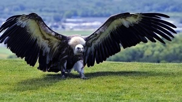 Fakta Burung Raksasa yang Pernah Menghuni Bumi