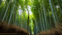 Penampakan Beruang Muncul di Hutan Bambu Arashiyama, Warga Jepang Was-was Penampakan Beruang Muncul di Hutan Bambu Arashiyama, Warga Jepang Was-was