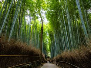 Penampakan Beruang Muncul di Hutan Bambu Arashiyama, Warga Jepang Was-was Penampakan Beruang Muncul di Hutan Bambu Arashiyama, Warga Jepang Was-was
