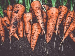 Pilu Petani Wortel di Batur Banjarnegara Sekilo Cuma Laku Rp 300