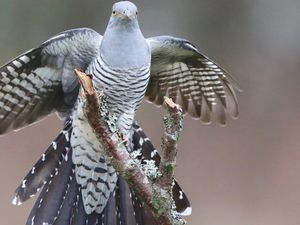 Burung Ini Terbang Sejauh 12.000 Km dan Lintasi 16 Negara, Ilmuwan Terpukau