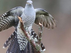 Burung Ini Terbang Sejauh 12.000 Km dan Lintasi 16 Negara, Ilmuwan Terpukau