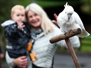 Kebun Binatang di Selandia Baru Kembali Dibuka untuk Umum