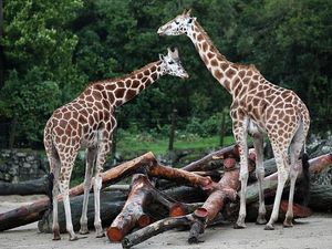 Kebun Binatang di London Kembali Dibuka