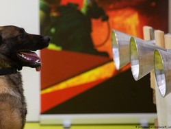 Anjing Bisa Endus Bau Khas Infeksi COVID-19