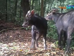 Terancam Punah, Kambing Hutan Sumatera Malah Disembelih Warga Labura