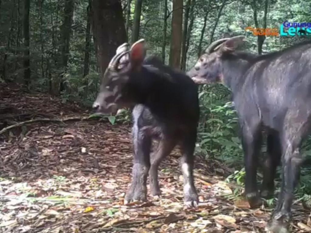 Video Langka Sepasang Kambing Hutan Sumatera di Gunung Leuser