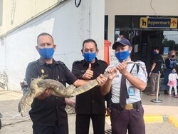 Waduh, Biawak 1,5 Meter Bikin Geger Pengunjung Mal di Cianjur
