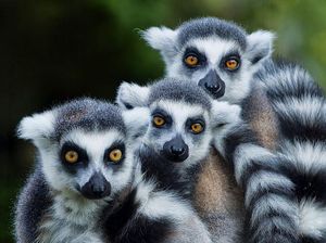 Ini 9 Alasan Madagaskar Jadi Destinasi Wisata Menarik di Dunia