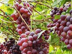 Asyik! Bisa Panen Anggur Hijau dan Merah di Kampung Anggur Bantul