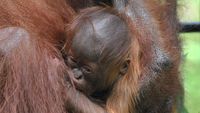 Kenalkan! Ini Fitri Bayi Orang Utan Kalimantan
