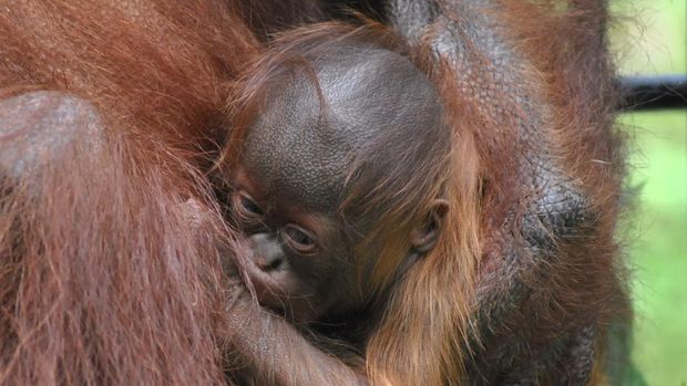 Seekor induk Orangutan Kalimantan (Pongo pygmaeus) menggendong dan menyusui anaknya yang baru lahir di dalam kandang di Taman Safari Indonesia (TSI), Cisarua, Kabupaten Bogor, Jawa Barat, Rabu (27/5/2020). Bayi Orangutan Kalimantan yang lahir di Lembaga Konservasi TSI Bogor pada Minggu (25/5/2020) tersebut diberi nama Fitri oleh Menteri Lingkungan Hidup dan Kelautan Siti Nurbaya karena bertepatan dengan suasana Hari Raya Idul Fitri 1441 H. ANTARA FOTO/Arif Firmansyah/aww.