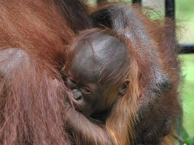 Kenalkan! Ini Fitri Bayi Orang Utan Kalimantan