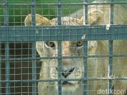 Taman Satwa Taru Jurug Solo Bersiap Hadapi New Normal