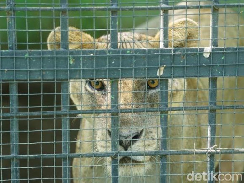 Taman Satwa Taru Jurug Solo Bersiap Hadapi New Normal Taman Satwa Taru Jurug Solo Bersiap Hadapi New Normal