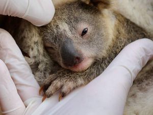 Ini Ash, Koala Pertama yang Lahir Setelah Kebakaran Hutan Australia