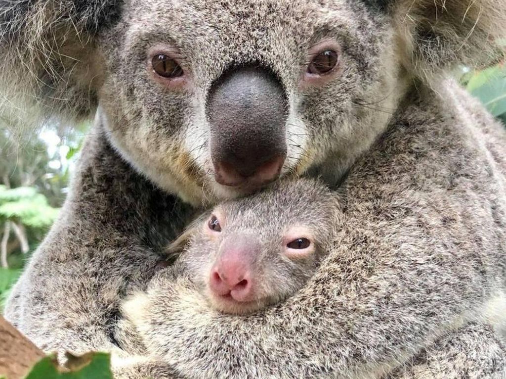 Koala di New South Wales Diprediksi Punah pada 2050