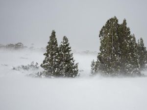 Tasmania Punya Kejadian Alam Langka Saat Pandemi Ini