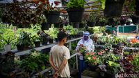 Geliat Penjual Tanaman Hias Panen Rezeki di Tengah Pandemi