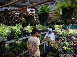 Geliat Penjual Tanaman Hias Panen Rezeki di Tengah Pandemi