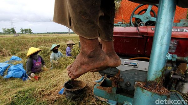 Melihat Aktivitas Buruh Tani Sragen yang Garap Sawah di Sukoharjo