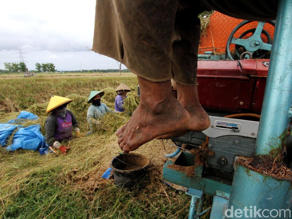 Melihat Aktivitas Buruh Tani Sragen yang Garap Sawah di Sukoharjo Melihat Aktivitas Buruh Tani Sragen yang Garap Sawah di Sukoharjo