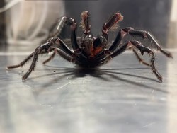 Mari Kenalan dengan Laba-laba Monster Bernama The Rock