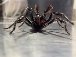 Mari Kenalan dengan Laba-laba Monster Bernama The Rock Mari Kenalan dengan Laba-laba Monster Bernama The Rock