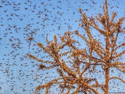 India Hadapi Serangan Hama Belalang Terburuk dalam 30 Tahun