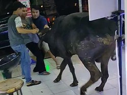 Viral Sapi Nyelonong ke Toko HP di Kudus