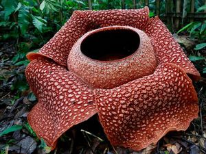 Lagi, Bunga Rafflesia Mekar di Kebun Warga
