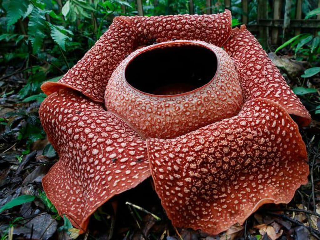 Lagi, Bunga Rafflesia Mekar di Kebun Warga Lagi, Bunga Rafflesia Mekar di Kebun Warga