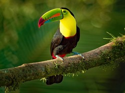 Belize yang Juga Membuka Gerbang Internasionalnya