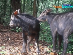 Langka! Kambing Hutan Sumatera Terlihat Lagi di TN Gunung Leuser