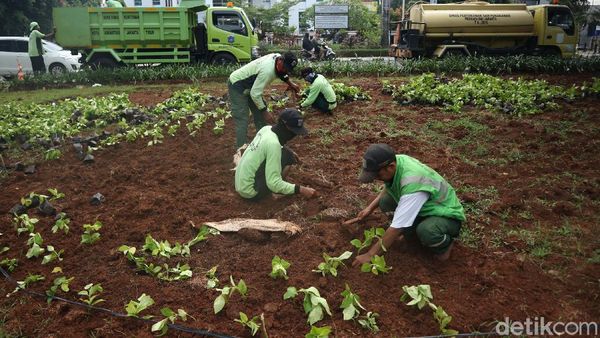 Bunga Melati untuk Percantik Kawasan Cakung