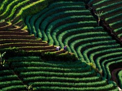 Apa Beda Subak dengan Sengkedan?