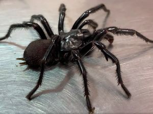 Foto: Laba-laba Raksasa Bernama Dwayne The Rock Johnson Foto: Laba-laba Raksasa Bernama Dwayne The Rock Johnson